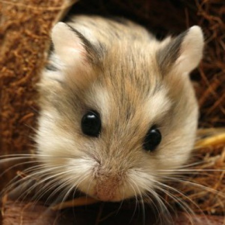 hamster